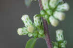 White goldenrod